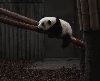 panda on a limb