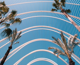 palm tree blue sky